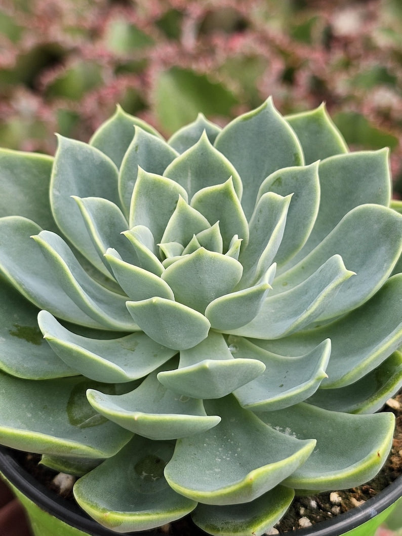 blue rosette succulent Echeveria Blue Atoll Succulent Plant