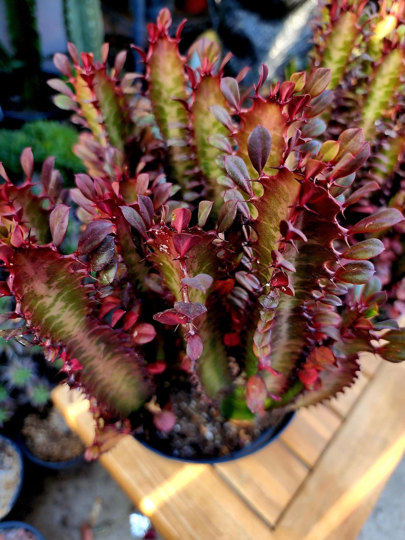 maroon succulent Euphorbia Trigona Rubra Plant - Low Maintenance Burgundy Succulent