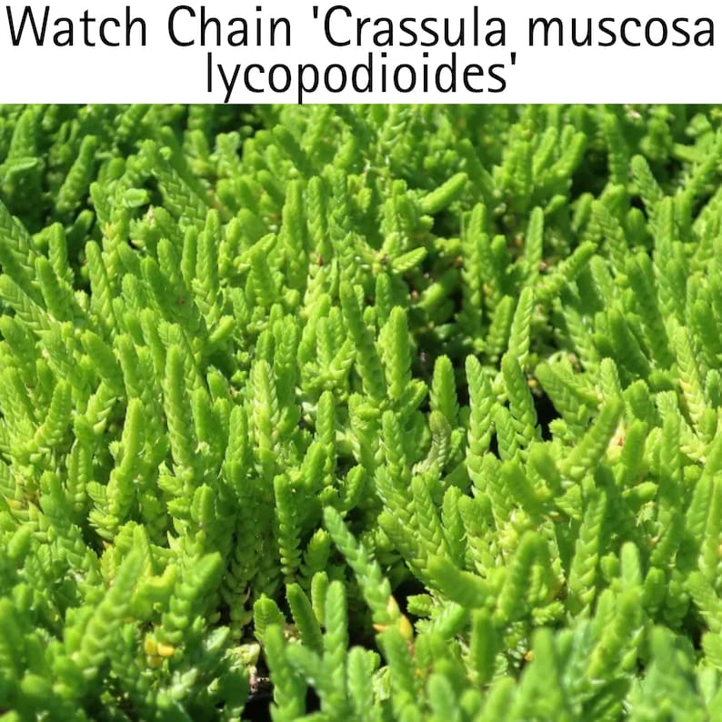 watch chain plant indoors Crassula Watchchain Succulent Plant