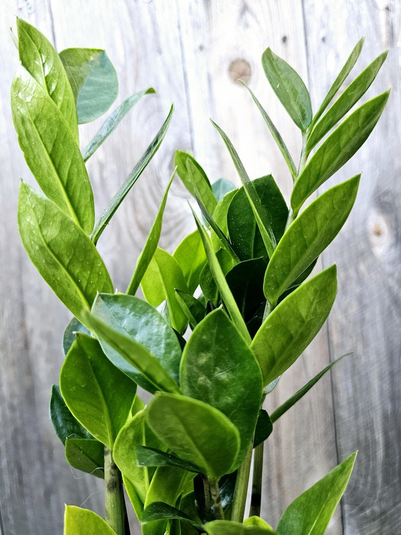 ZZ Plant | Live Indoor/Outdoor Houseplant | Zamioculcas Zamiifolia | Low Maintenance, Easy Care, Air Purifying Plant