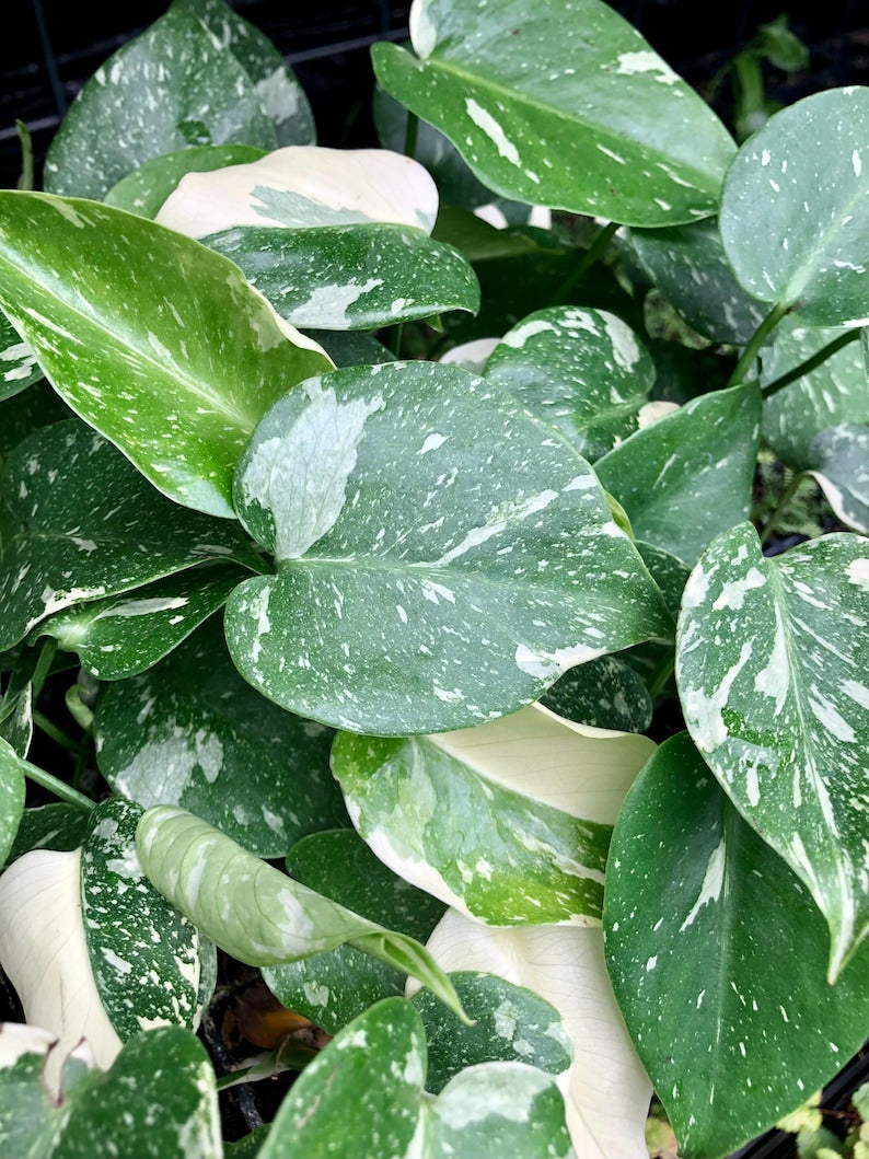 Monstera Thai Constellation Live Starter Plant 6-10” Variegated Rare Houseplant (Monstera deliciosa var. Thai Constellation)