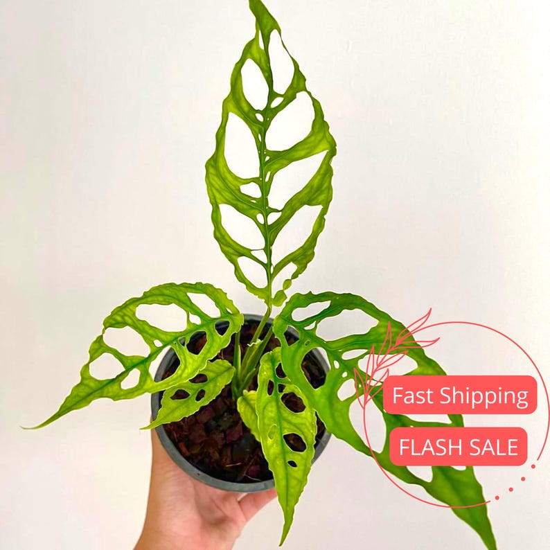 Monstera Obliqua Peru Live Plant | Rare Split Leaf House Plant | Indoor Outdoor Garden Gift | Monstera Obliqua