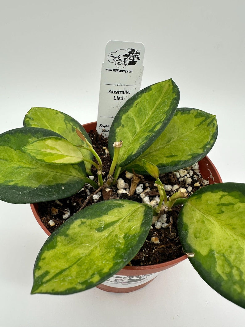 Live Hoya Plant 4" | Australis Lisa | Wax Plant | Hoya carnosa | Low-Maintenance Indoor Tropical Houseplant