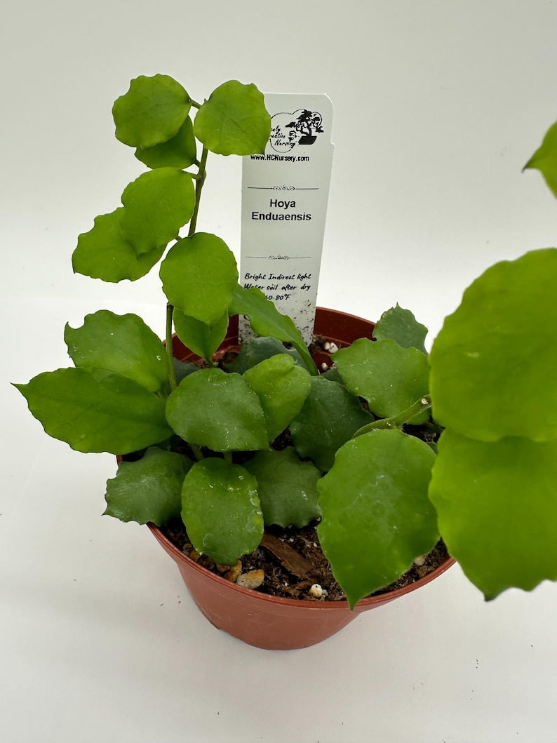 Hoya Enduaensis Live Plant 4" - Wax Plant - Low Maintenance Tropical - Perfect for Indoor Gardening - Hoya spp.