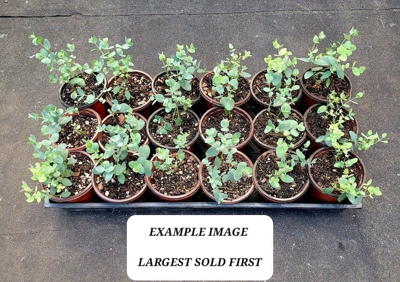 Eucalyptus Silver Dollar Starter Plant - 4" Pot - Bluish-Gray Foliage - Eucalyptus cinerea - Ideal for Bouquets and Fragrance