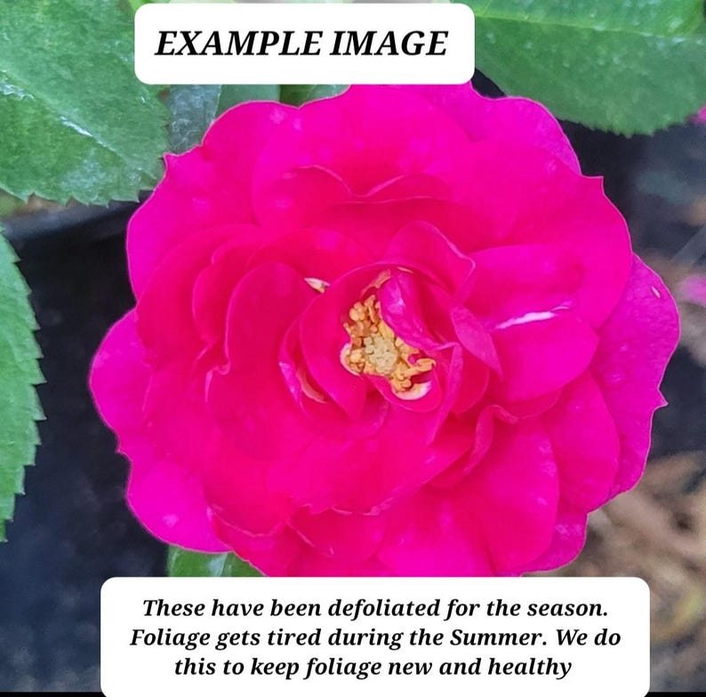 Climbing Rose Starter Plant - John Cabot - Double Pink Blooms - Rosa 'John Cabot' - Hardy, Fragrant, Re-bloomer