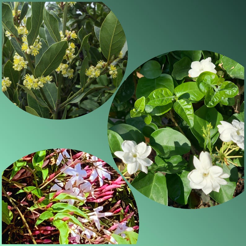 2" Live Plant Combo Pack - Sambac Jasmine, Polyanthum Jasmine, Laurus Nobilis Bayleaf - 24 Pack - Eco-Friendly Gardening