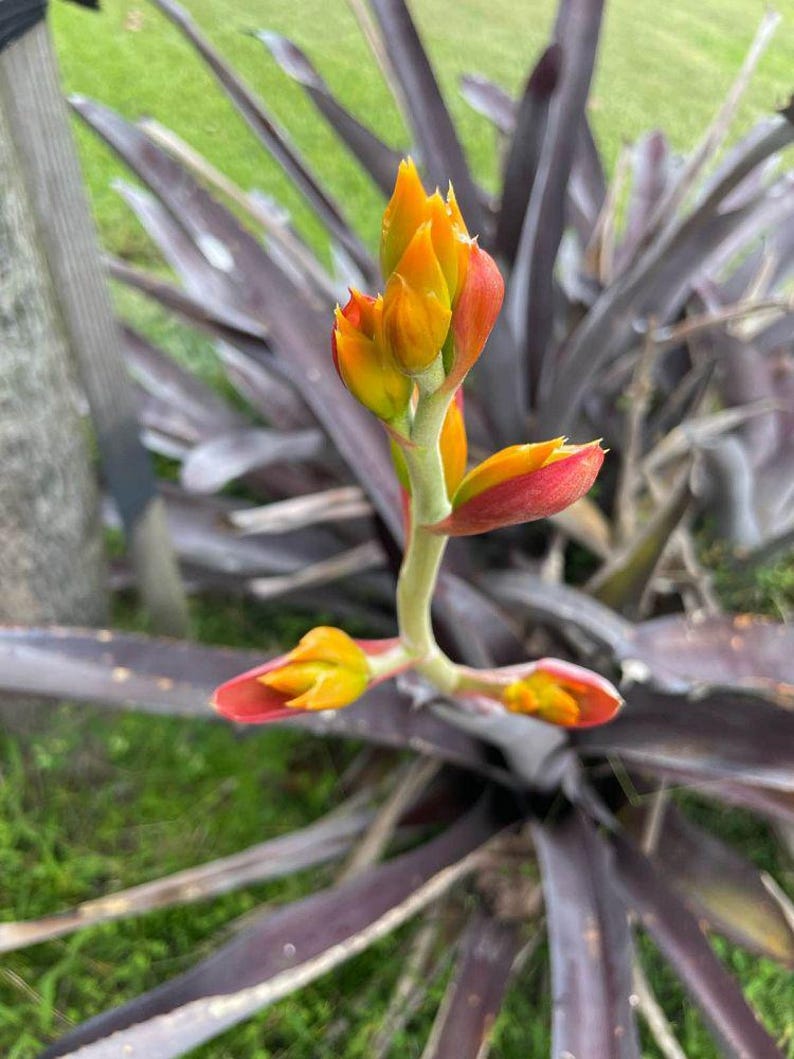 Bromeliad Plant Aechmea mulfordii Malva, Outdoor Grown, Minor Blemishes, Tropical Houseplant, Exotic Greenery