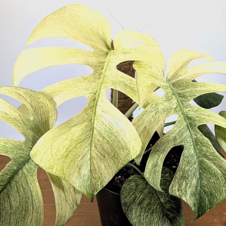 「激レア」モンステラ　フルミント 現品　Monstera full mint 激レア」モンステラ フルミント 現品 Monstera full mint