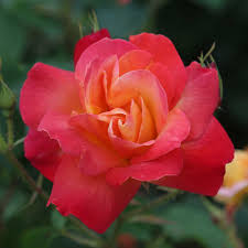 3 Live Starter Plants in 2 Inch Pots Piñata Climbing Rose Bush