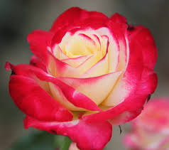 4 Live Starter Plants in 2 Inch Pots Double Delight Rose Bush
