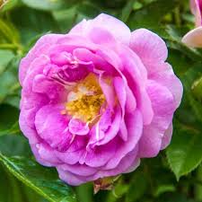 3 Live Starter Plants in 2 Inch Pots Arctic Blue Rose Bush