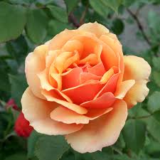 2 Live Starter Plants in 2 Inch Pots About Face Rose Bush