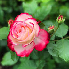 4 Live Starter Plants in 2 Inch Pots Cherry Parfait Rose Bush