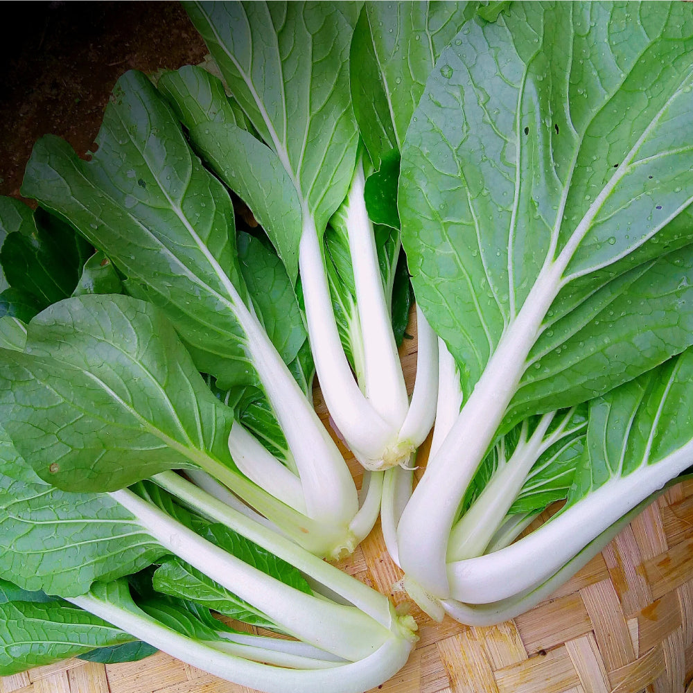 Pak Choi White Stem