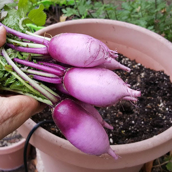 Radish Triton Purple Stem