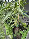 Dwarf ICE CREAM Grafted MANGO Tree 3Gal Pot