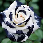 20pcs Rare Black & White Rose Seeds Non GMO