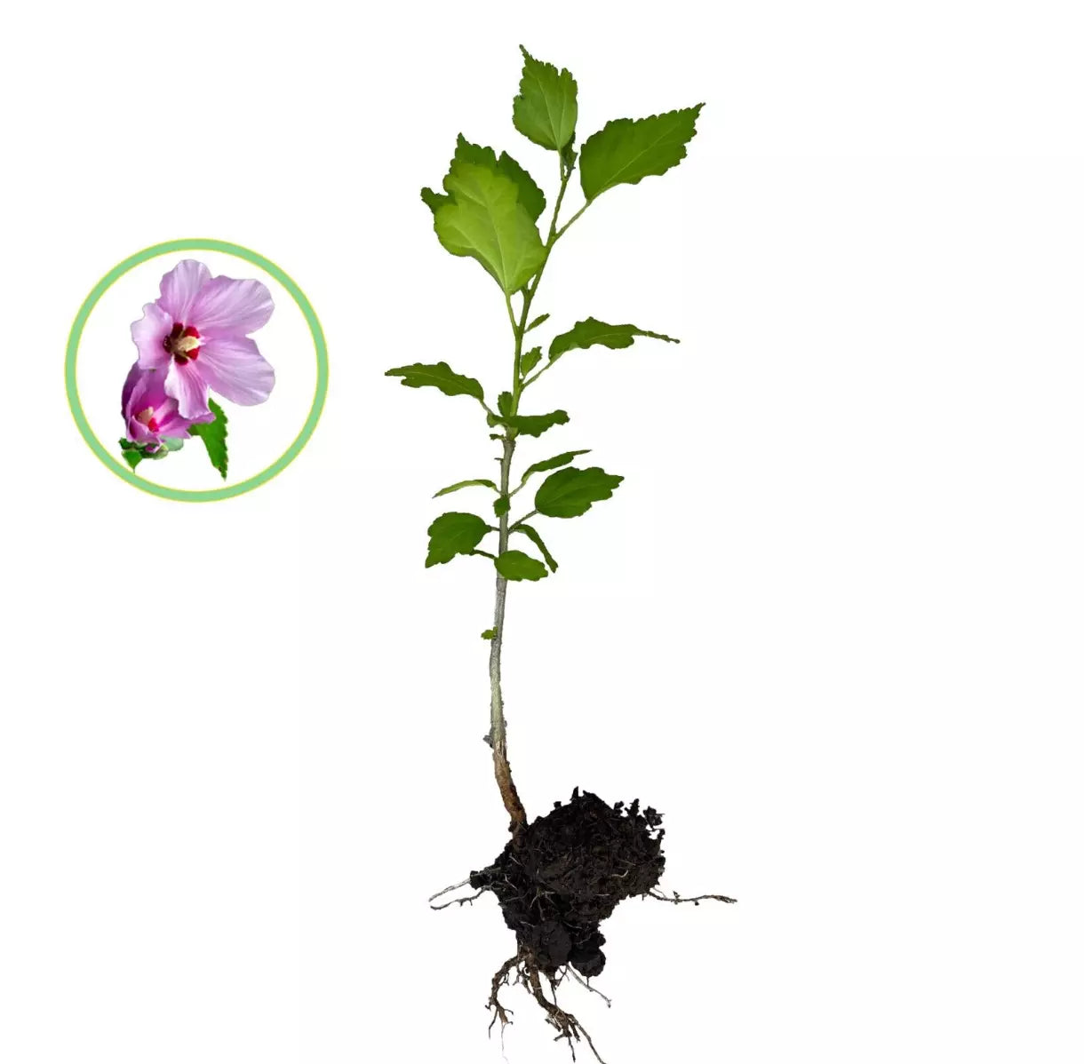 3 Rose Of Sharon Hibiscus Organic Live Plant w/Roots Transplant Starter Bush 1FT