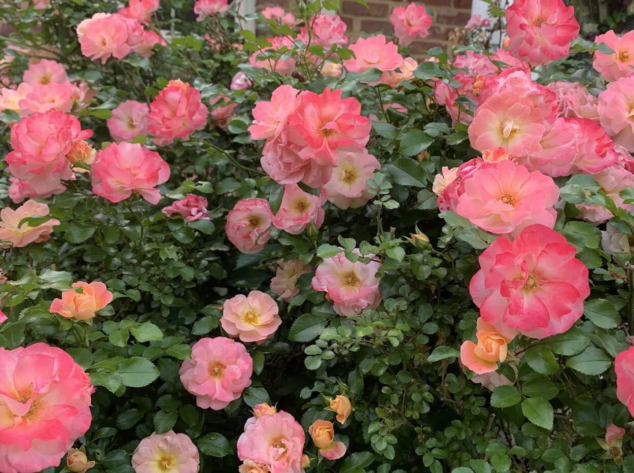 3 Pink Knock Out Rose 4-8” Unrooted Cuttings From Mature Plants Cold Hardy Fragrant