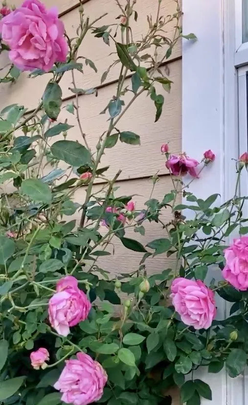1PC "Old Blush Climbing Rose" Live Plant 8”Tall Had Flower Buds Great for rose wall