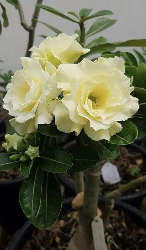Desert Rose YELLOW CC-59 (Adenium obesum) Live tree flower (10inch-1ft)
