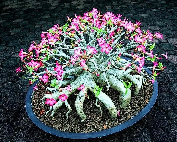 50 Seeds Mixed Color Desert Rose Adenium Obesum