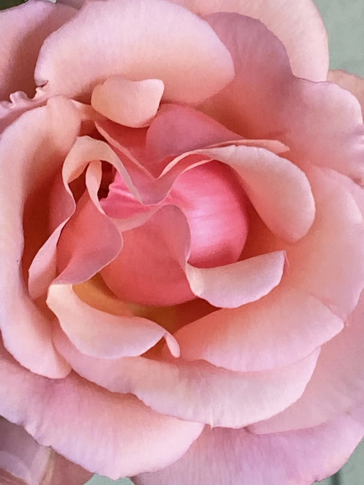 Apricot Heirloom Rose "Six Stem Cuttings To Start Plants" Fragrant Blooms
