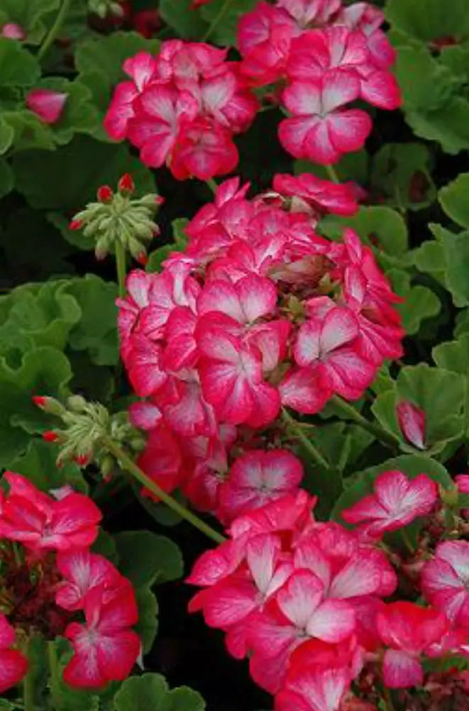 6 "baby" Plants Geranium Pinto Premium Rose Bicolor Live Annual Plant/Plugs