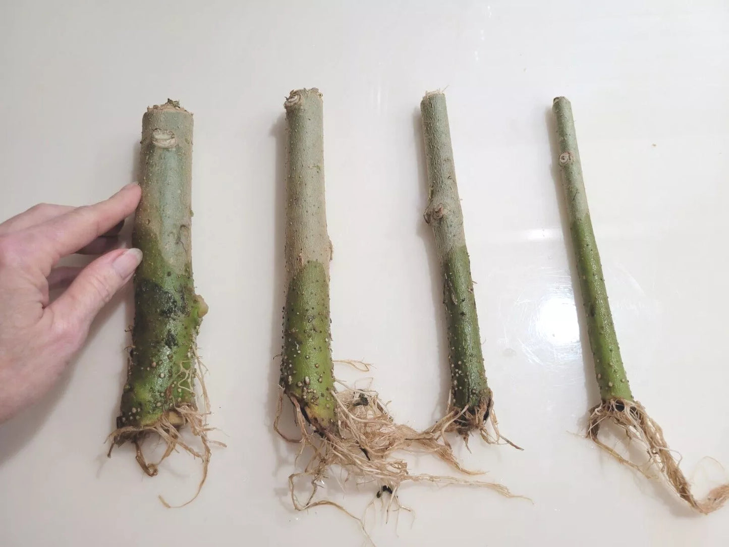 1 ROOTED 8" Angel Trumpet Brugmansia Cutting Plants (Yellow Small)