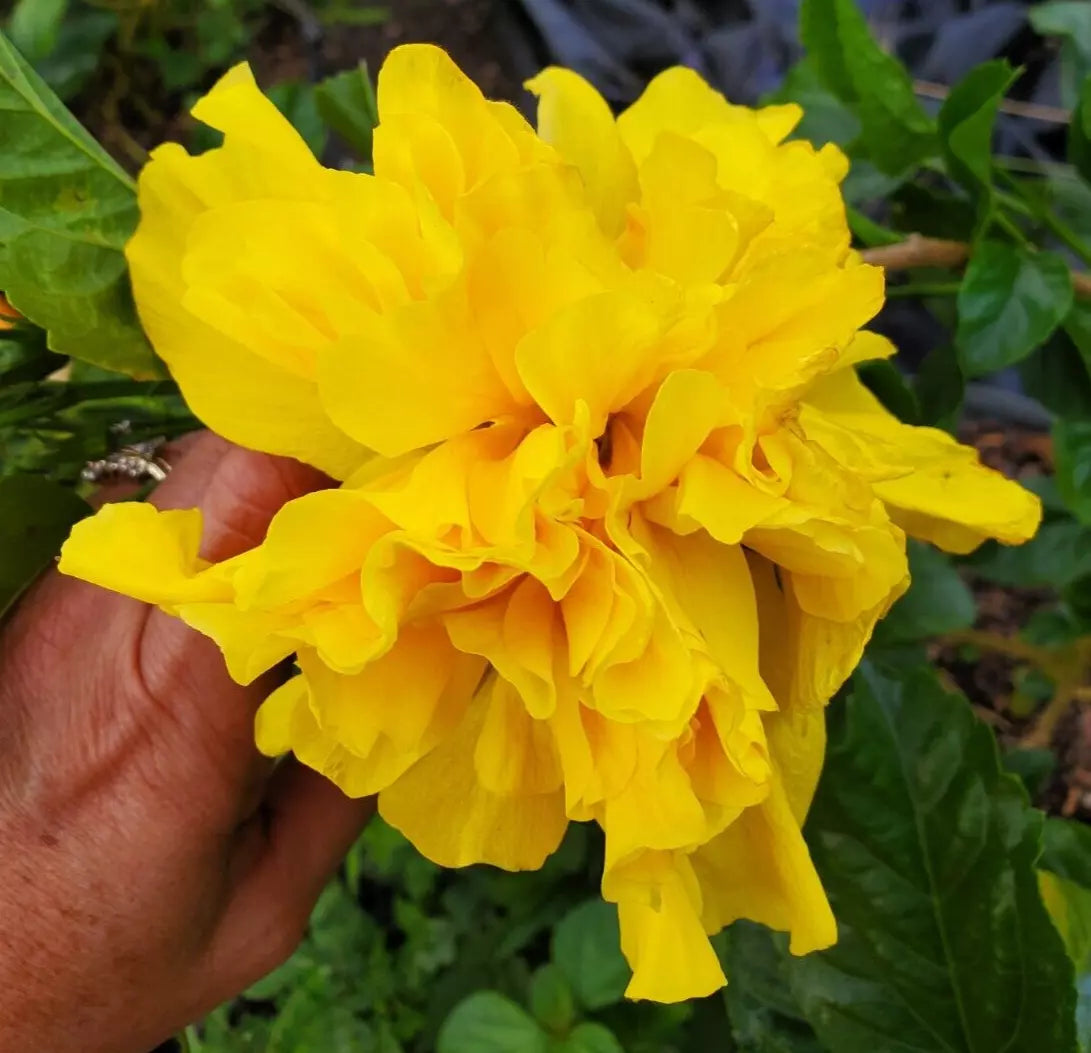 EXOTIC DOUBLE YELLOW HIBISCUS LIVE PLANT 7 TO 10 INCHES TALL