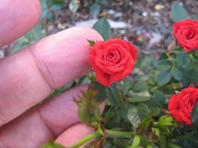 Mini Rose Plant - 1 Gallon