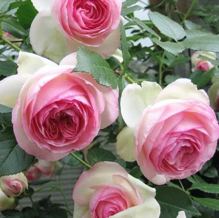 Beautiful Cream Pink Eden 1-2 Years Old Climbing rose (Bare Root)