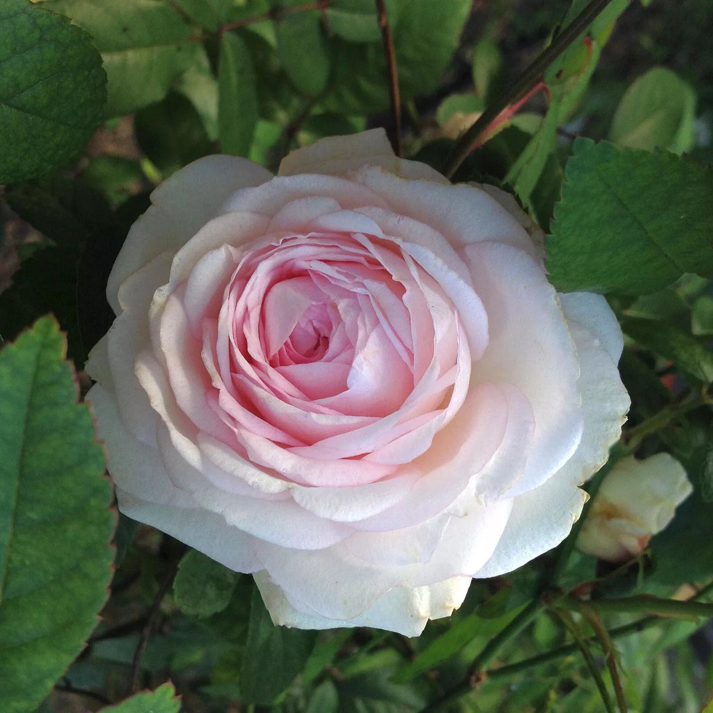 CLOTILDE SOUPERT Own Root Heirloom Old Garden Rose Plant White Pink Fragrant