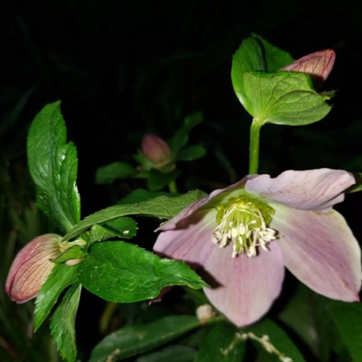 5 LENTEN ROSE Flower Plantlings Pink Purple Perennial