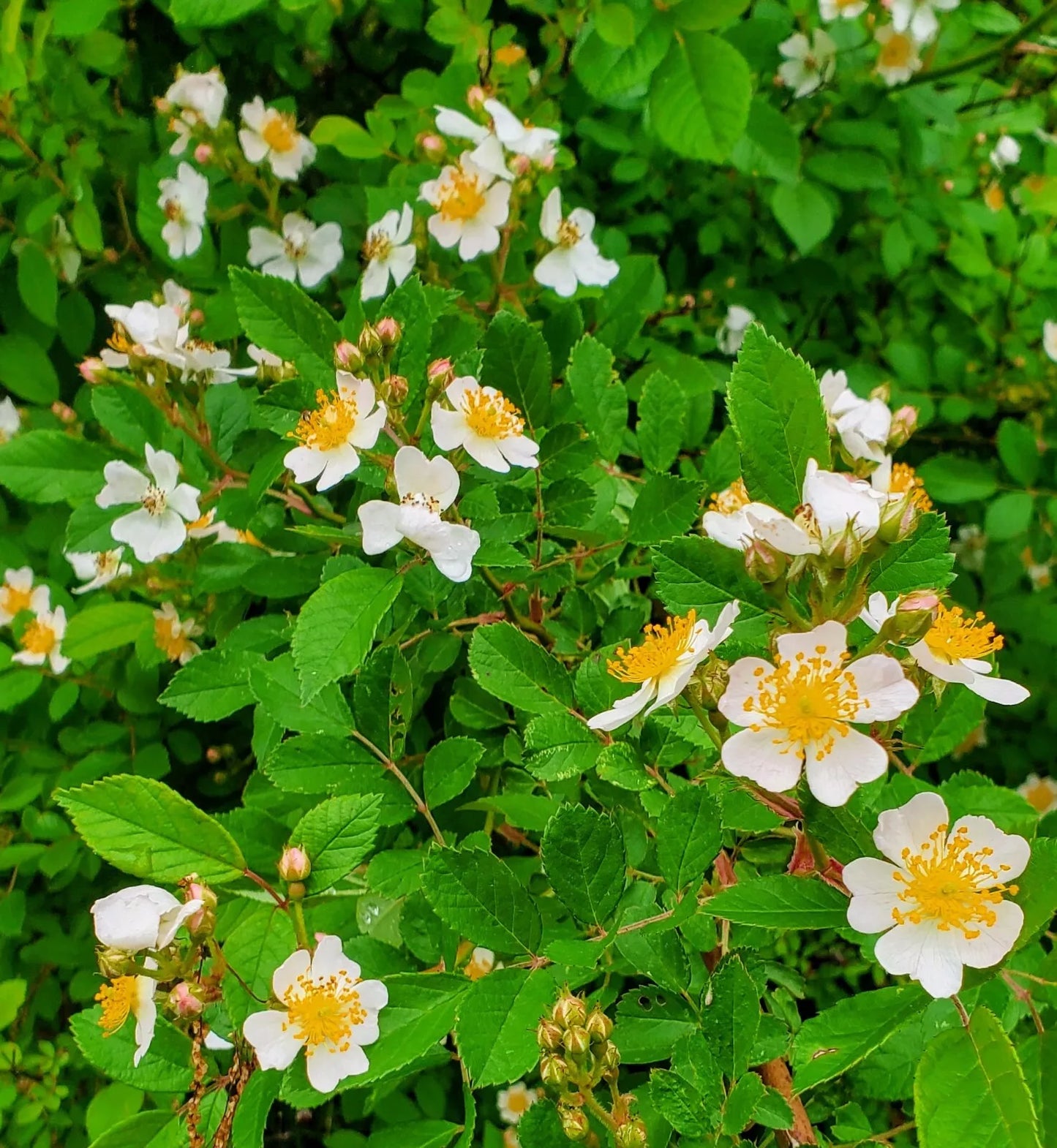 6 MULTIFLORA ROSE BUSH FRESH CUTTINGS FOR PROPAGATION 6"-8"