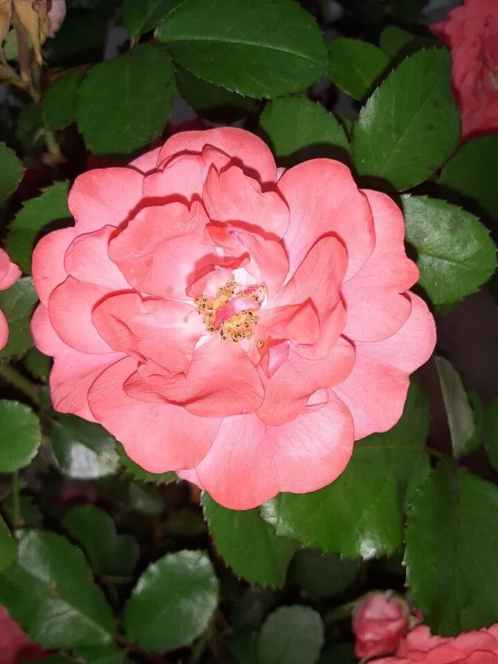 4 Coral Floribunda Rose Unrooted Cuttings