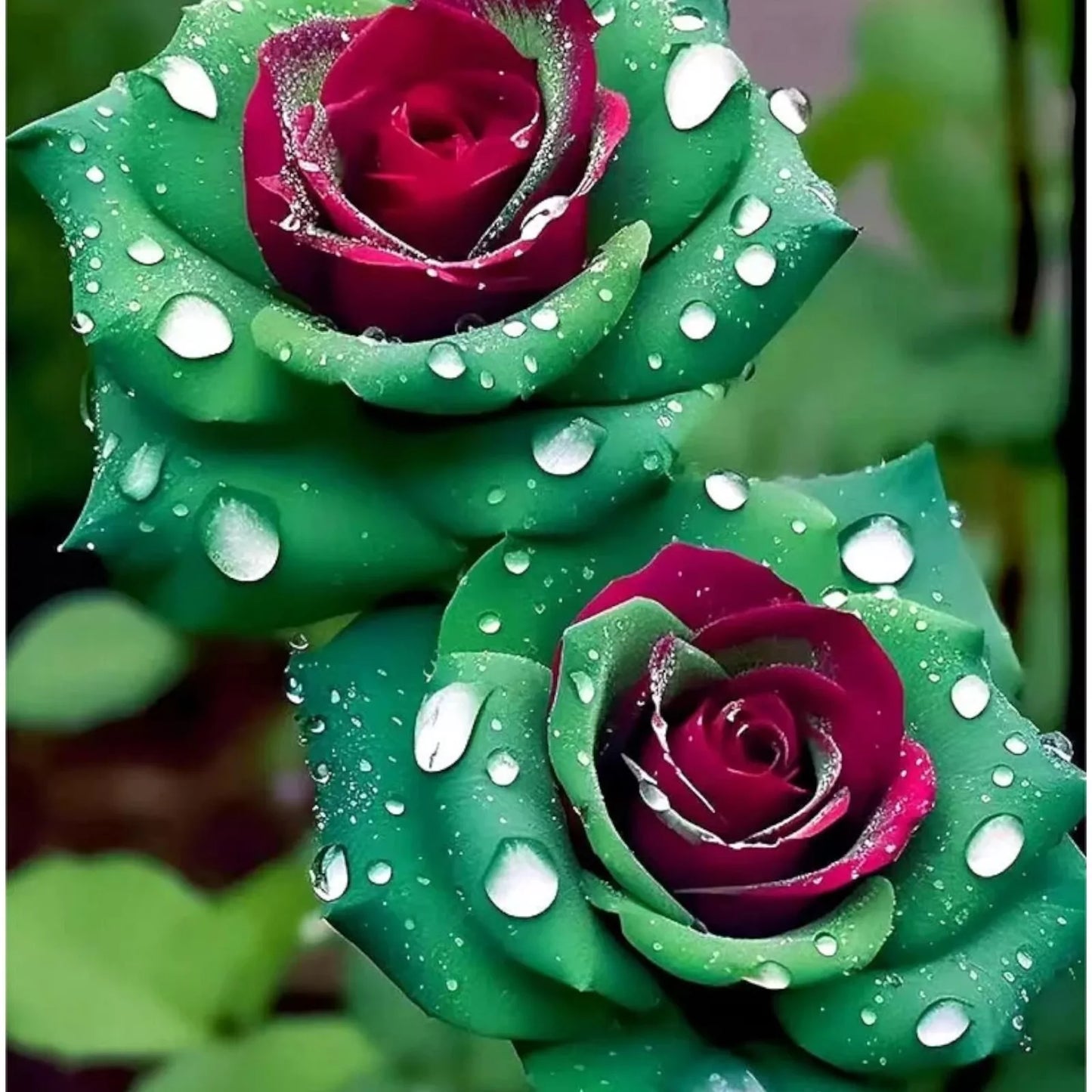 20pcs Ruby Green Twin Roses Seeds