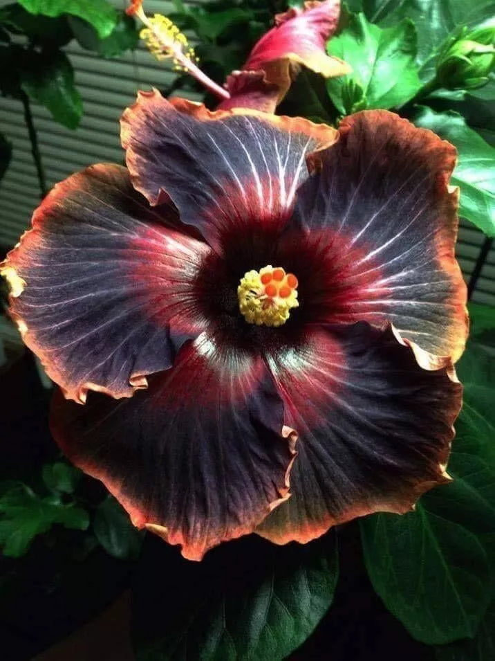 BLACK RAINBOW SMALL Rooted Tropical Hibiscus STARTER Plant