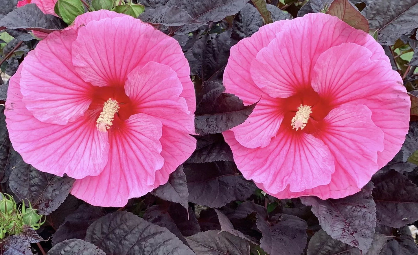 EDGE OF NIGHT Hardy Hibiscus DWARF DARKEST LEAVES