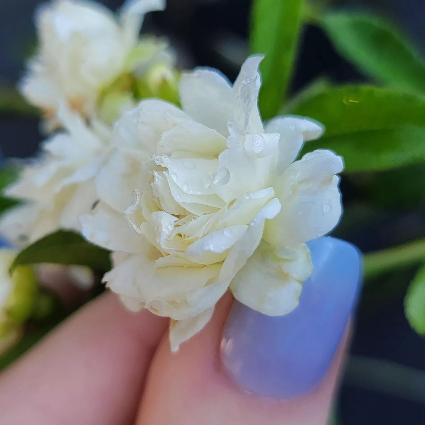 LADY BANKS WHITE Rose Bush Plant Heirloom Own Root Fragrant