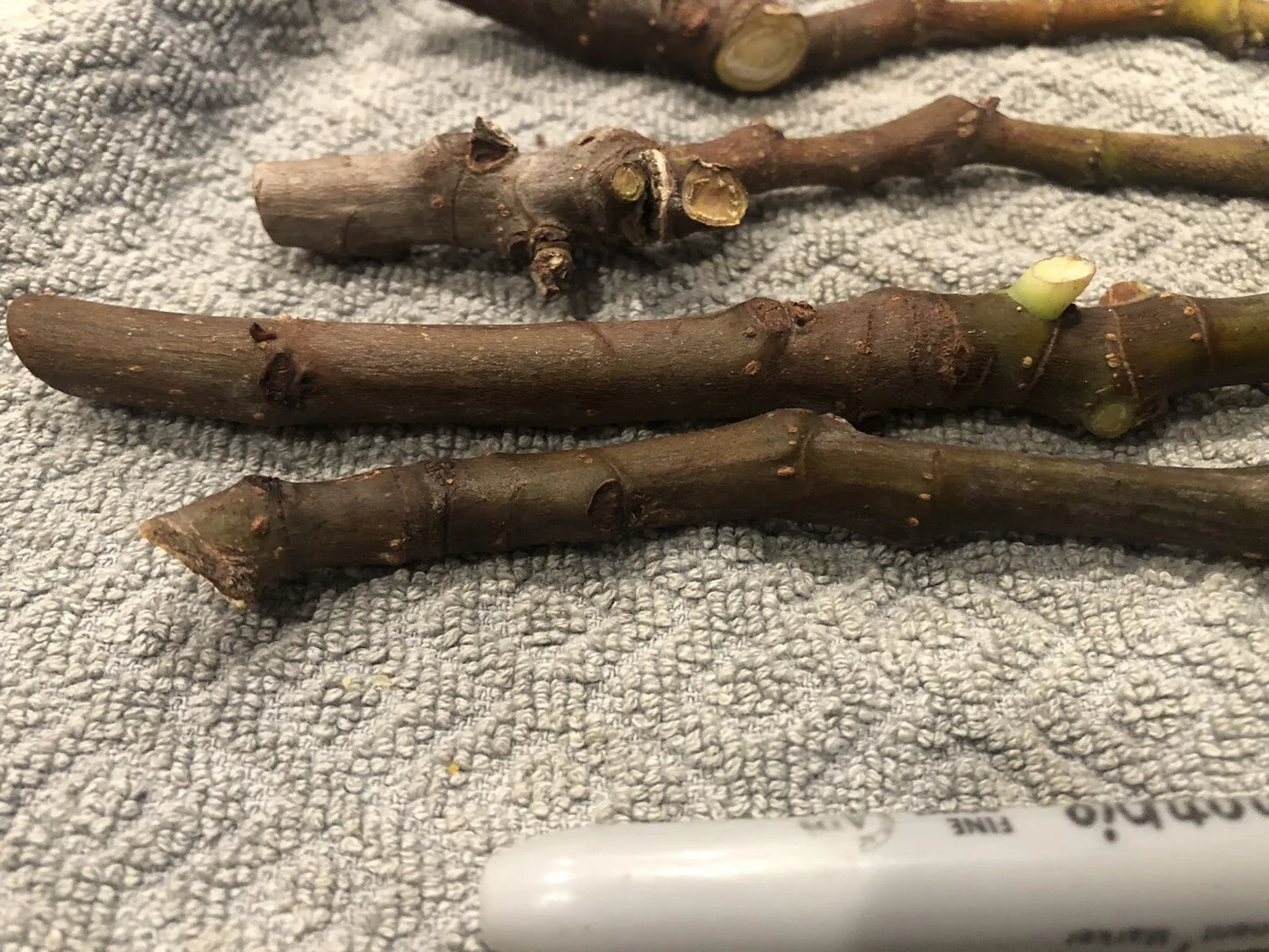 Fig Tree unrooted cuttings "White Adriatic"