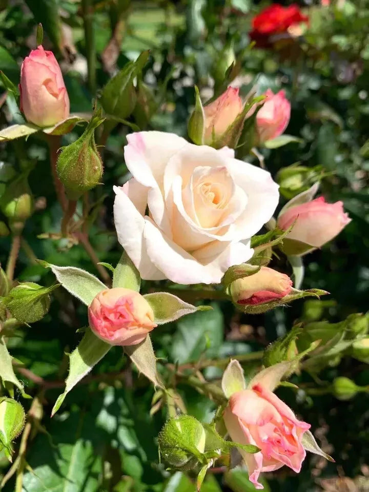 5 Stems 4-8 inches Fragrant White Swany Rose/ Shrub Rose