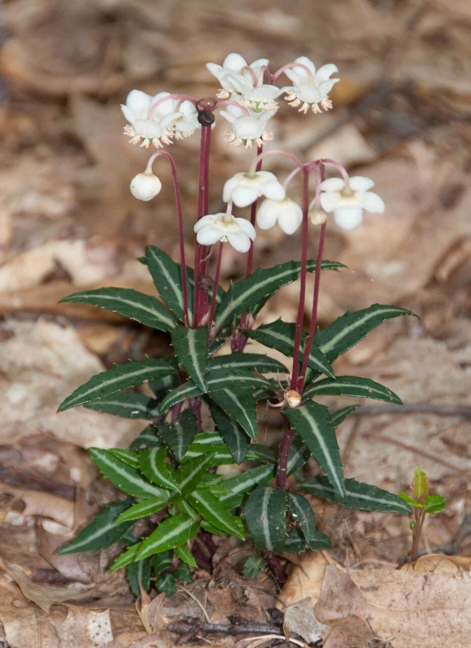 Spotted Wintergreen Plant - Bare Root Perennial, Chimaphila maculata, Outdoor Gardening, Shade Garden, Evergreen Ground Cover