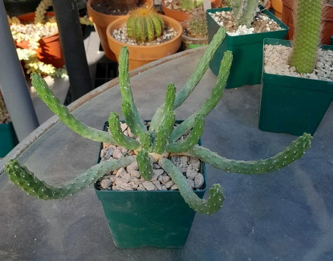 Euphorbia Inermis Medusa Hybrid Succulent Plant - 8" Wide, Unique Multicolored Foliage, Ships in 4" Pot, Drought Tolerant