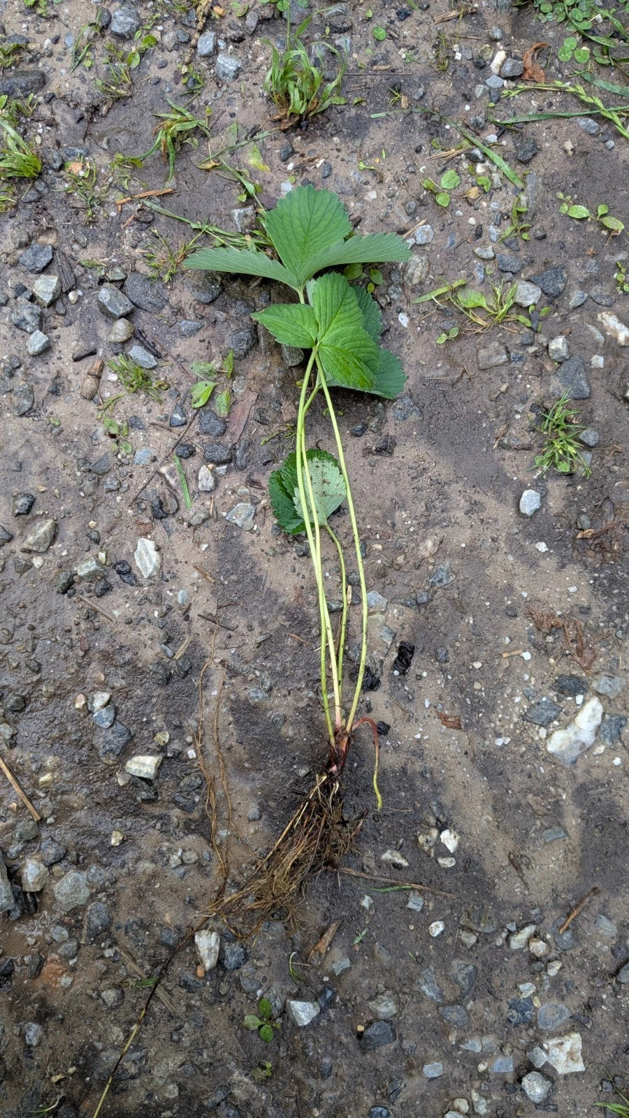 Everbearing Strawberry Plants - Pack of 10 Bare Root Seascape - Fragaria x ananassa - Zones 4-9, High Yield & Disease Resistant