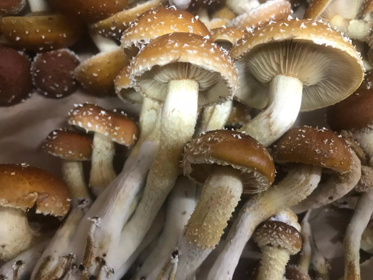 Chestnut Mushroom Grow Kit | Gourmet Food | UP Gourmet Foods | Local Michigan Made | Easy Home Gardening