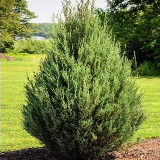 Eastern Red Cedar Seedlings - 3 Bare Root Plants Juniperus Virginiana - Organic NC Grown (4-8") - Perfect for Wildlife & Windbreaks