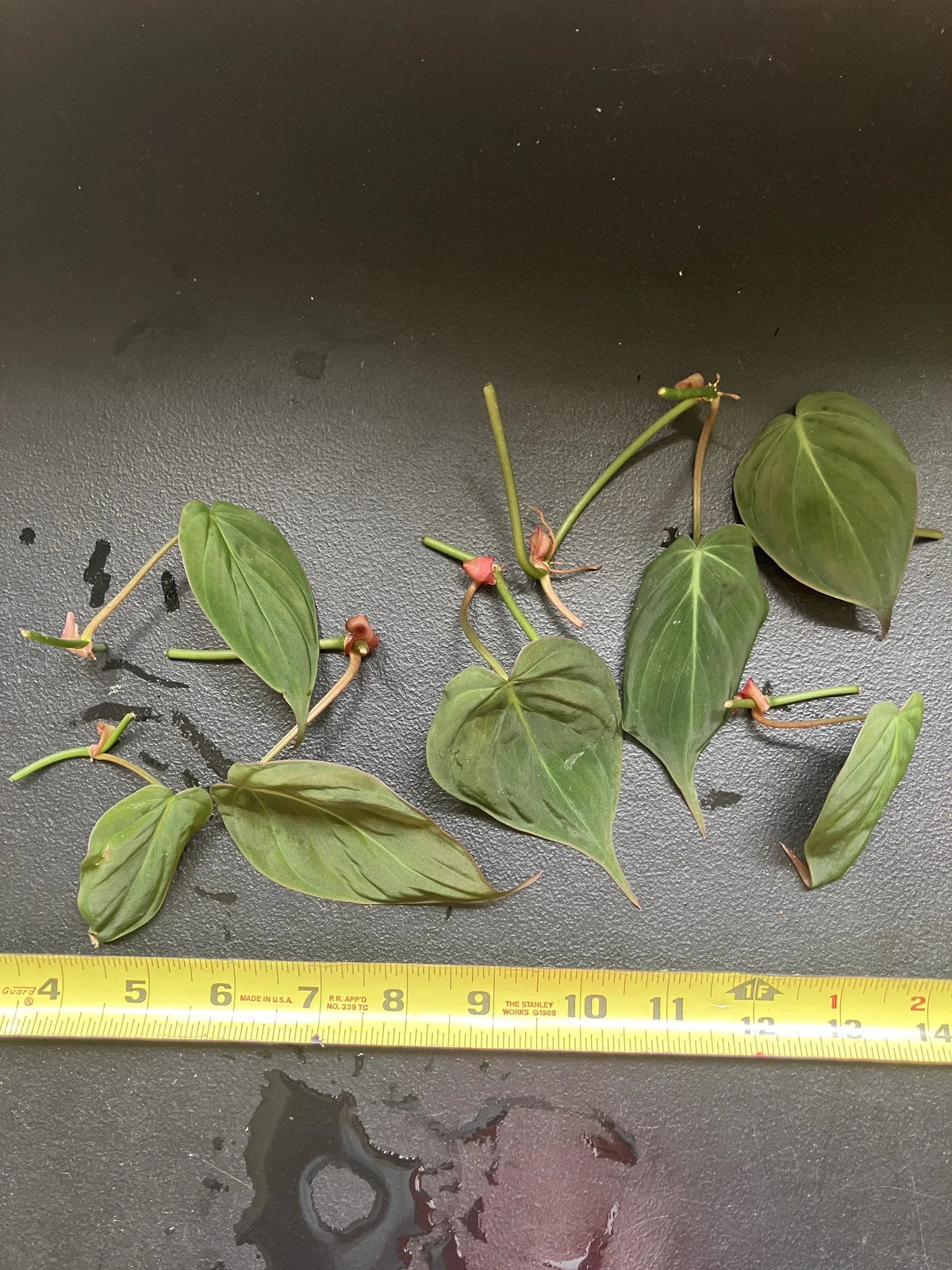 Philodendron Cuttings - 6 Healthy Unrooted Cuttings - Rare Velvety Vining Aroid - Philodendron Micans