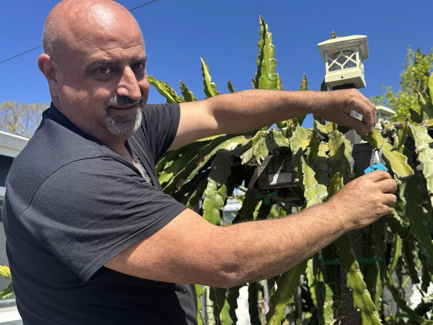 Dragon Fruit Cuttings 24-36" Huge Cuttings - American Beauty, Physical Graffiti, Delight, Halley's Comet, La Verve, Hylocereus spp.
